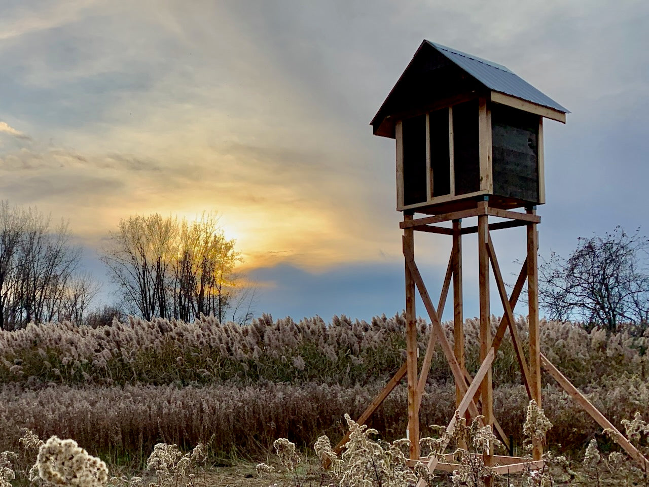 Bat Condo
