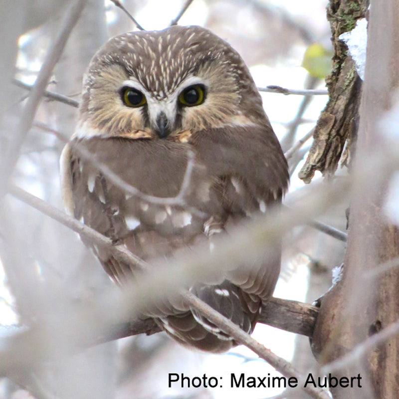Petite nyctale, photo par Maxime Aubert