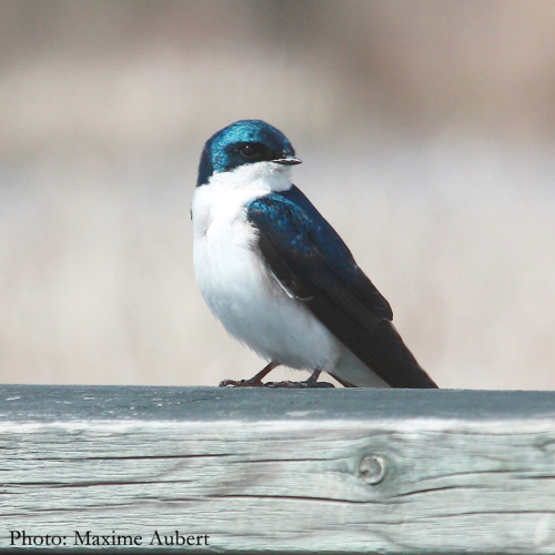 Nichoir hirondelle bicolore