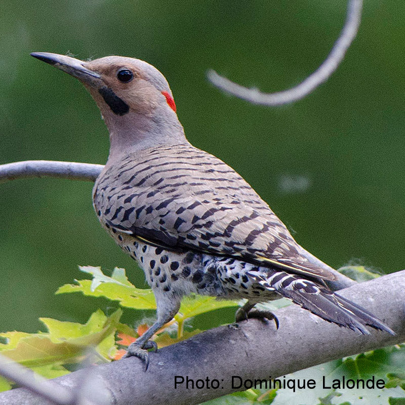 Nichoir à pic flamboyant