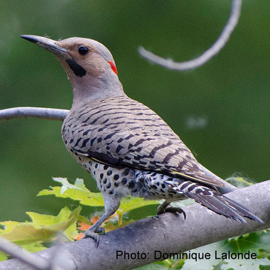 Nichoir à pic flamboyant
