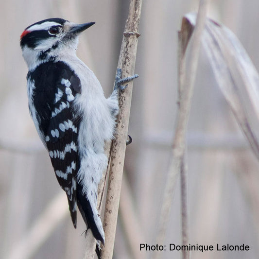 Nichoir à pic mineur