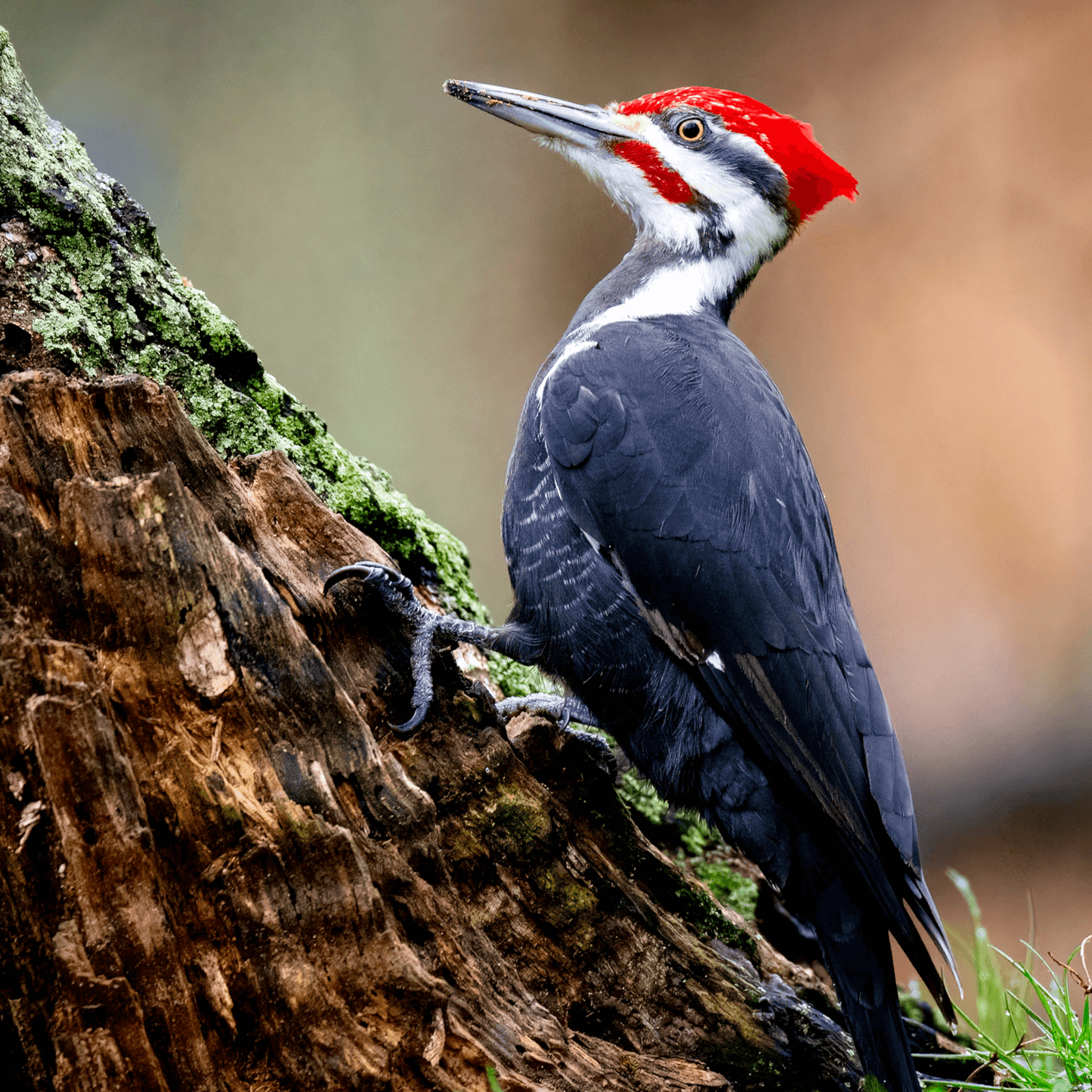 Le Grand pic est le plus grand des pics. Il se distingue de tous par sa taille et sa huppe rouge vif. Le coup et la tête sont rayés noir et blanc. Le corps est entièrement noir et les flancs sont rayés. Le mâle se distingue de la femelle par sa huppe rouge qui débute à la base du bec et par sa moustache rouge. Longueur de 44 cm et envergure de 70 cm. 