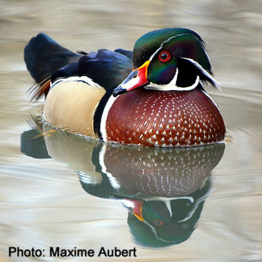 Canard branchu, photo par Maxime Aubert