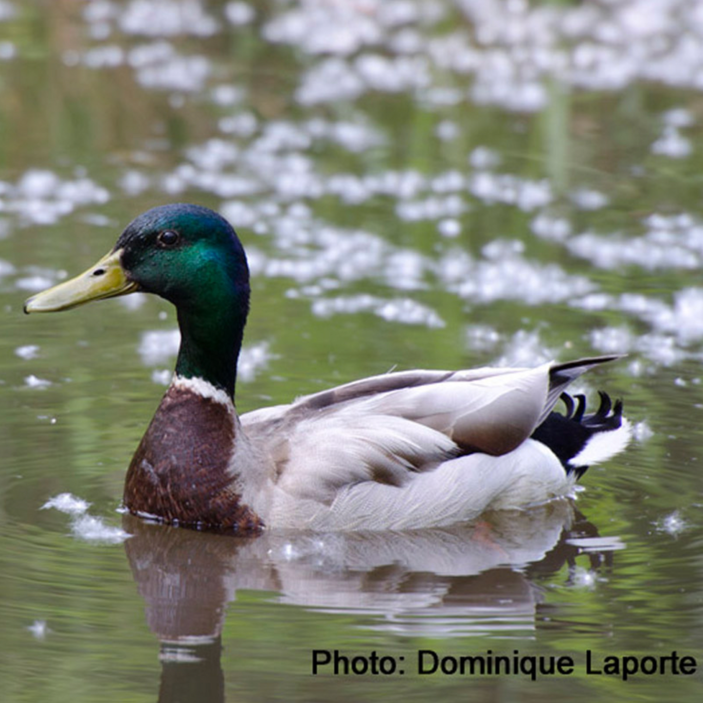 Nichoir à canard colvert