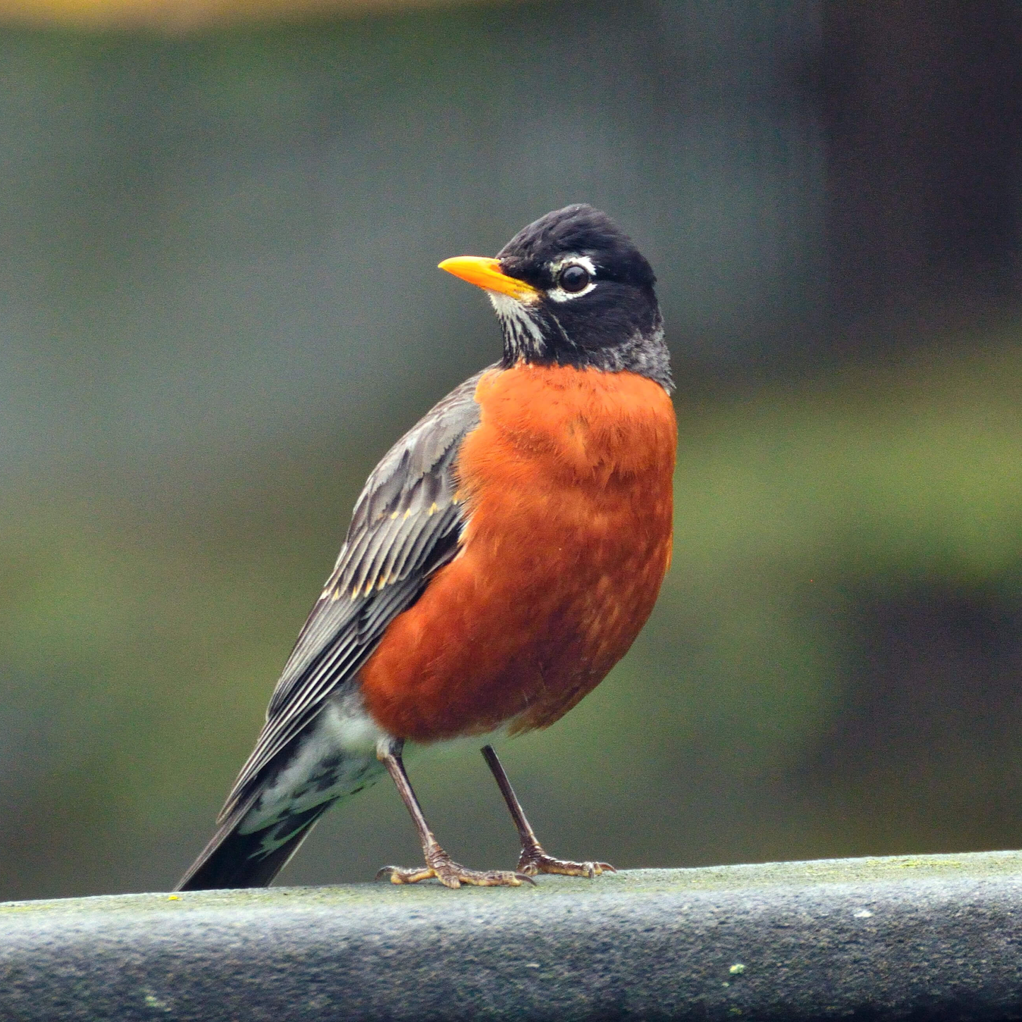 Nichoir à merle d’amérique