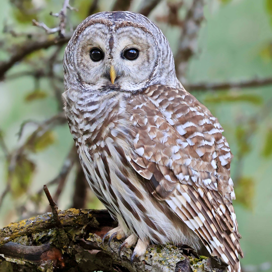 Cette chouette mesure environ 50 cm de haut. Elle a une grosse tête ronde dépourvue d’aigrettes et des yeux foncés. Elle est blanche et brune avec des rayures horizontales formant un foulard autour du cou contrastant avec les rayures verticales de la poitrine.
