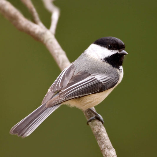 Nichoir à mésange à tête noire