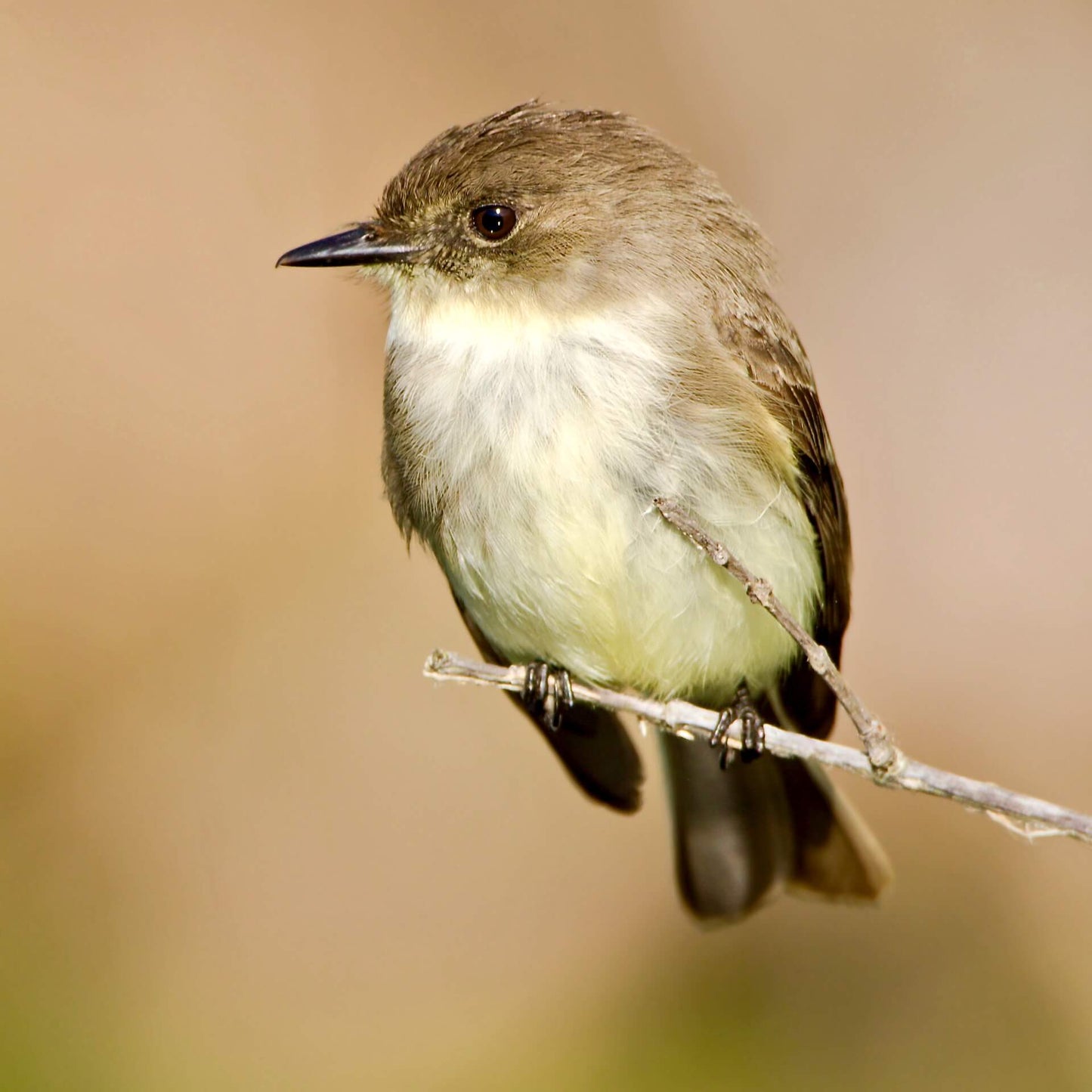 Nichoir à moucherolle phébi