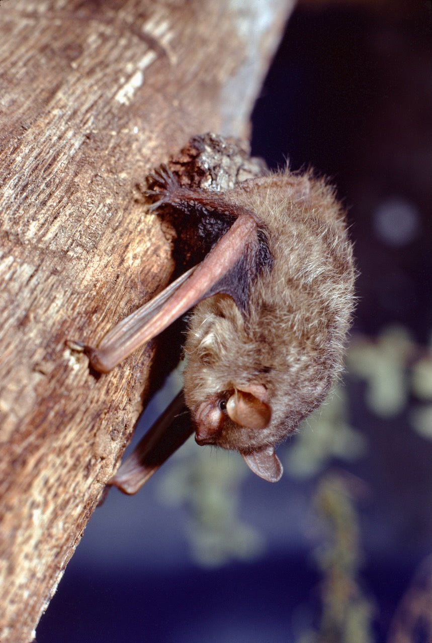 Abris à chauves-souris - 2 chambres - 31" de haut