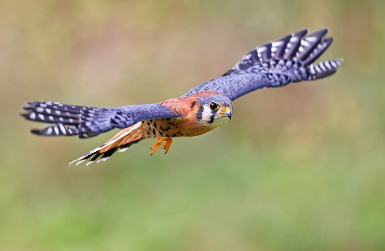 American Kestrel Nest Box