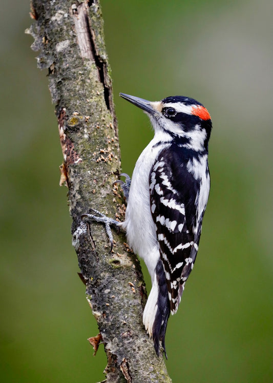 Nichoir à pic chevelu