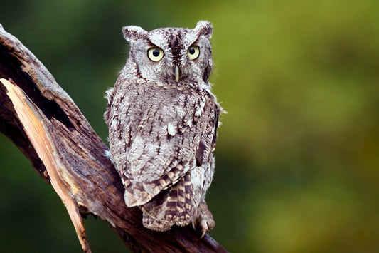 Nichoir à petit-duc maculé