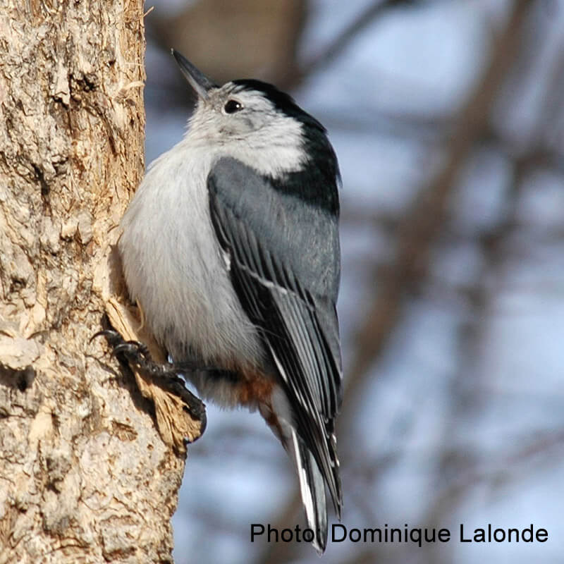 Nichoir à sittelle à poitrine blanche et rousse