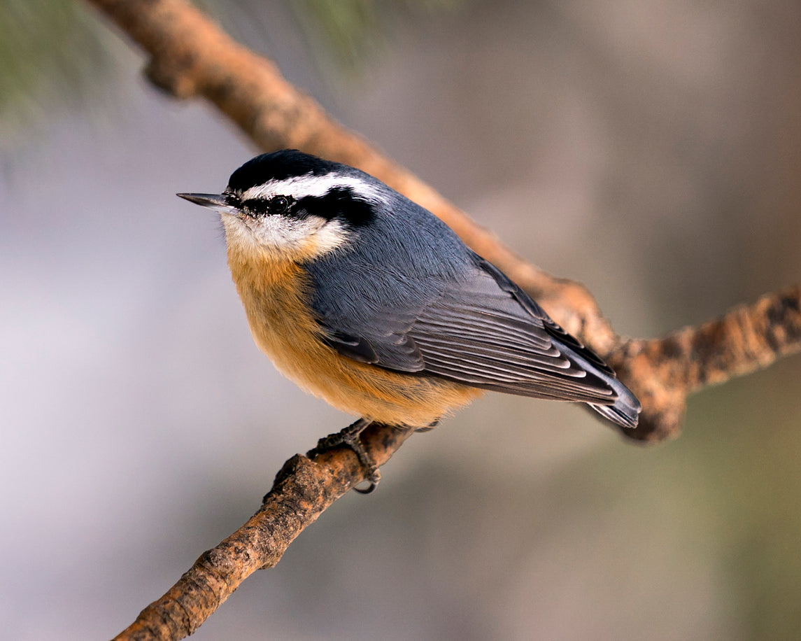 Nichoir à sittelle à poitrine blanche et rousse