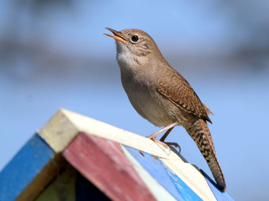 Troglodyte familier à le dos foncé avec des rayures sur les ailes et la queue. La poitrine et le ventre sont pâles et légèrement rayés. Les pattes sont rosées. Le bec est long et recourbé. Certains individus ont des reflets plutôt roux et d'autres ont des reflets plus gris. Action Permabitat, nichoirs et abris fauniques spécialisés, abritez la vie!