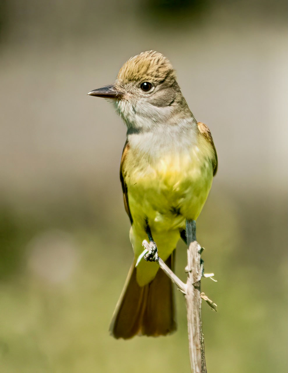 Le tyran huppé peut dresser sa crête s’il est excité ou dérangé. Il a les parties supérieures vert olive-brun. Les ailes couleur cannelle présentent de pâles barres alaires et des lisières claires. La queue est brune avec des lisérés cannelle. Les parties inférieures, abdomen, bas-ventre et sous-caudales sont jaunes. La gorge et la poitrine sont grises. Le menton est gris plus clair. Action Permabitat, nichoirs et abris fauniques, abritez la vie!