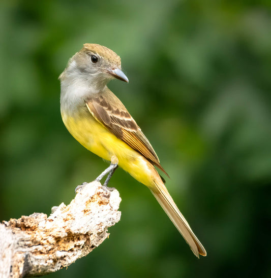 Le tyran huppé a les parties supérieures vert olive-brun. Les ailes couleur cannelle présentent de pâles barres alaires et des lisières claires. La queue est brune avec des lisérés cannelle. Les parties inférieures, abdomen, bas-ventre et sous-caudales sont jaunes. La gorge et la poitrine sont grises. Le menton est gris plus clair. Action Permabitat, nichoirs et abris fauniques spécialisés, abritez la vie!