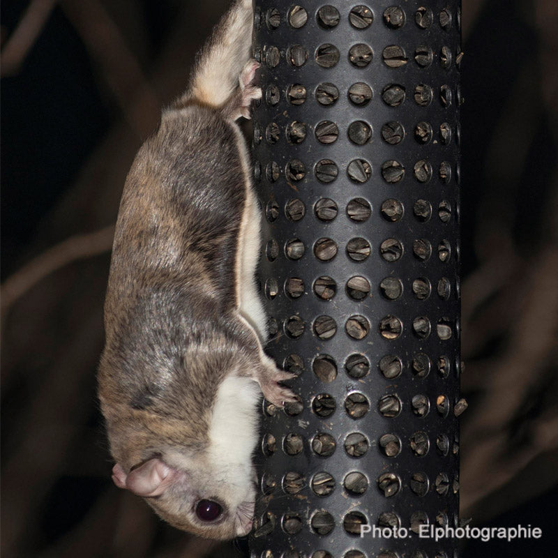 Northern Flying Squirrel Nest Box